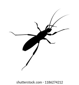 Beetle silhouette vector. Insect in black and white concept.