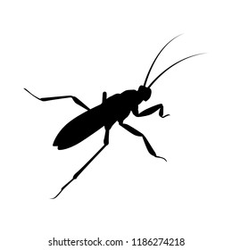 Beetle silhouette vector. Insect in black and white concept.