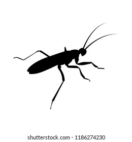 Beetle silhouette vector. Insect in black and white concept.