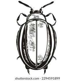beetle sketch, hand drawing of wildlife, vintage engraving style, vector illustration beetles
