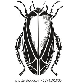 bocetos de escarabajo, contorno con fondo transparente, escarabajos ilustradores dibujados a mano
