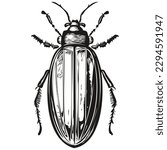 beetle sketchy, graphic portrait of a beetle on a white background, beetles

