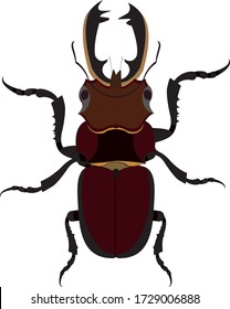 Beetle species from the montane forest