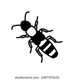 Beetle Staphylinus Glyph Icon, Vector illustration