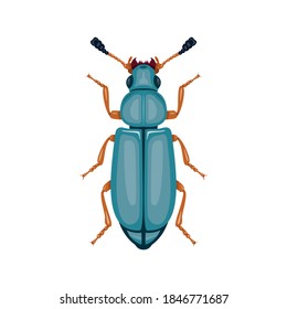 Beetle. Top view. Can Be Used As Insect Symbols. Isolated on a white background. Vector illustration.