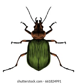 beetle top view of a symmetrical sketch vector graphics color picture