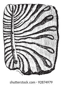Escarabajo, túneles excavados por escarabajos de corteza con larvas, ilustración vintage grabada. Diccionario de palabras y cosas - Larive y Fleury - 1895.