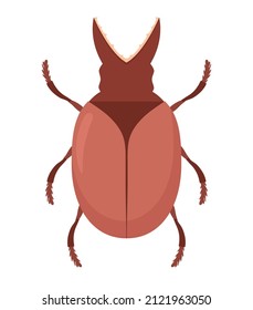 beetle with tweezers over white