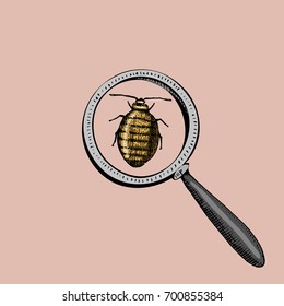 Beetle under the Magnify glass and virus or lady bug. Insect icon. engraved hand drawn in old sketch and vintage symbols.
