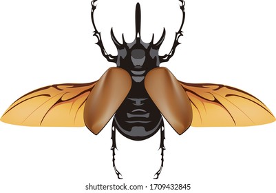 entomología vectorial de escarabajo a todo color