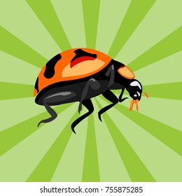 beetle vector illustration