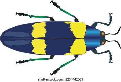 Beetle vector illustration. Jewel beetle Chrysochroa mniszechi, colorfull metallic blue exotic insect, Buprestidae top view isolated on white background. Beautiful bug design element, art decor