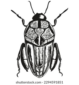 escarabajo ilustraciones vectoriales dibujos de líneas de arte escarabajos blancos y negros
