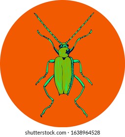 Beetle view from the top in bright colors, on a circle background vector illustration