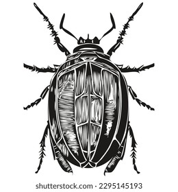 beetle vintage illustration, black and white vector art beetles
