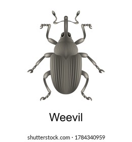 Beetle weevil vector icon.Realistic vector icon isolated on white background beetle weevil.