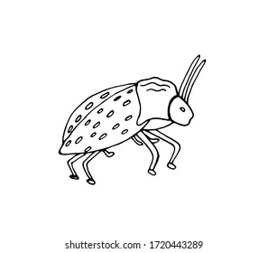Beetle with wings on a white background. Garden insect. Vector isolated illustration with a Beetle. Design of a book on biology. A separate element in the Doodle style. Printing in books and notebooks