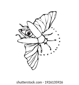 Beetle with wings vector illustration, white background, hand drawn,eye symbol, design element
