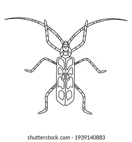 Beetle-insect coloring book. Alpine barbel beetle linear vector illustration . Anti-stress coloring book for adults and children
