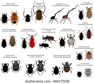 Beetles svg
