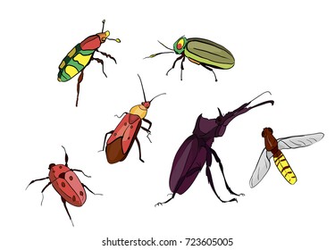 Beetles