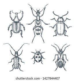 Beetles and bugs vector sketch illustration. Set of doodle hand drawn insects isolated on white background.