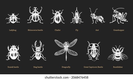 Escarabajos y bichos, ilustraciones antiguas sobre fondo negro. Insectos, dibujados con un estilo de grabado. Esboza la colección en vector.