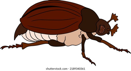 Beetles colored illustration. Detailed illustration bugs. Vector, hand drawn painting.