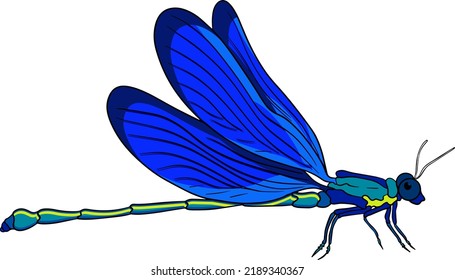 Beetles colored illustration. Detailed illustration bugs. Vector, hand drawn painting.