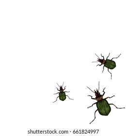 beetles crawl in different directions top view sketch vector graphics color picture