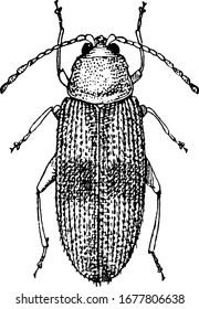 Käfer bilden die Ordnung Coleoptera und das vordere Paar seiner Flügel sind in Flügelkästen, elytra gehärtet. Hier sehen Sie den erwachsenen Käfer, die Vintage-Linie Zeichnung oder Gravur-Illustration.