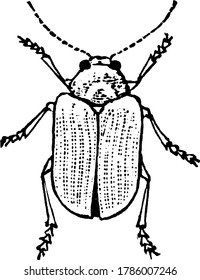 Beetles are a group of insects that form the order Coleoptera, in the superorder Endopterygota, vintage line drawing or engraving illustration.