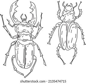 Beetles insects graphic illustration hand drawn set isolated on white background nature animals ink line engraving