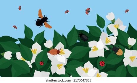 Los escarabajos y ladybugs vuelan sobre las flores