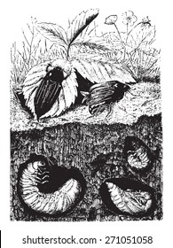 Beetles. Male, female, larvae (grubs) and nymph, vintage engraved illustration. La Vie dans la nature, 1890. 