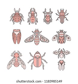 beetles, maryls, fly insects hand drawing set