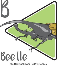 Beetles are the most common type of insect and most of them have two pairs of wings. Their front pair of wings are hardened into wing-cases, elytra.