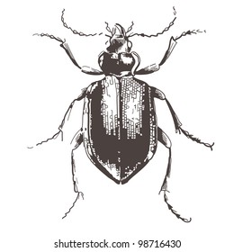Beetles - vintage engraved illustration