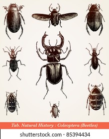 Beetles - vintage engraved illustration - "Cent récits d'histoire naturelle" by C.Delon published in 1889 France