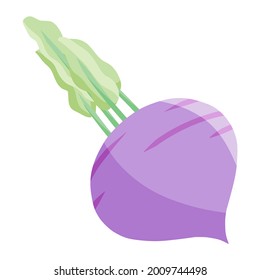 beetroot in autumn color illustration