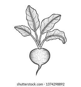Beetroot beet vegetable plant sketch engraving vector illustration. Scratch board style imitation. Hand drawn image.