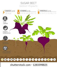 Plantilla gráfica de características beneficiosas de remolque. Jardinería, infografía agrícola, cómo crece. Diseño de estilo plano. Ilustración del vector