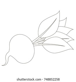 Beetroot cartoon, the colorless outlined illustration with thin line black stroke