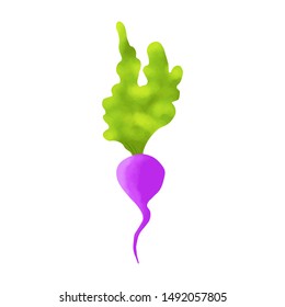 Beetroot in cartoon flat style on a white background. - Vector graphic.