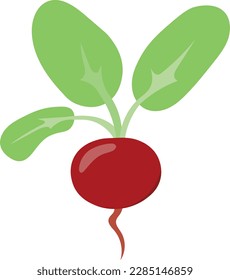 Beetroot in cartoon style isolated on white. Whole vegetable with leaves. Organic healthy food clipart. Vector illustration.