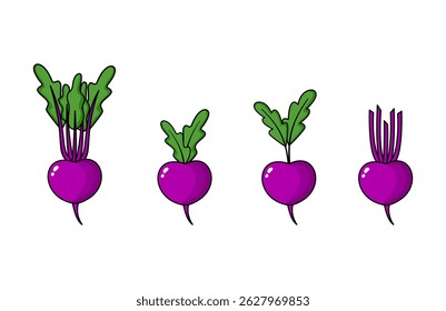 Beet Clipart Vetor (Beta vulgaris) - Ilustração vegetal orgânica para projetos de fazenda e cozinha