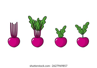 Beet Clipart Vetor (Beta vulgaris) - Ilustração vegetal orgânica para projetos de fazenda e cozinha