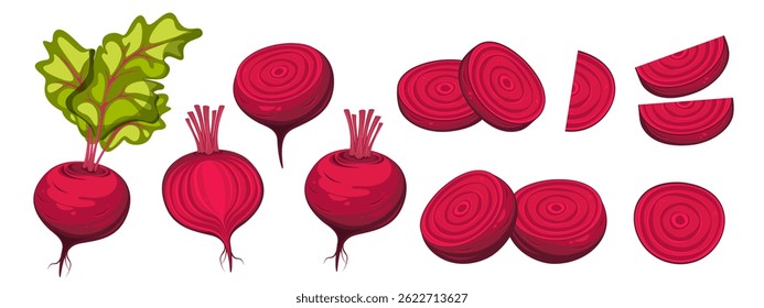 Colheita de beterraba. Beterraba com tampos. Maduro, vegetal saudável fatiado, metade de beterraba. Ilustração vetorial sobre fundo branco.