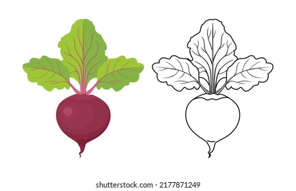 Ilustración de dibujos animados color de remolacha e icono de contorno. Verduras y hojas de raíz vectorial.