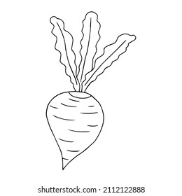 Beetroot in doodle style. Coloring book for kids with vegetables.